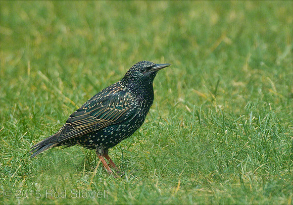 031-110111_Starling