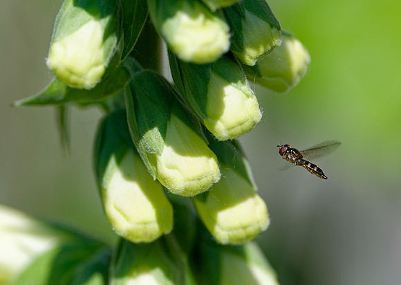 20240520_Flying Hover