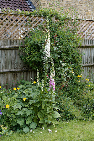20240526_Foxgloves