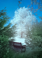 Orchard Lacock Abbey