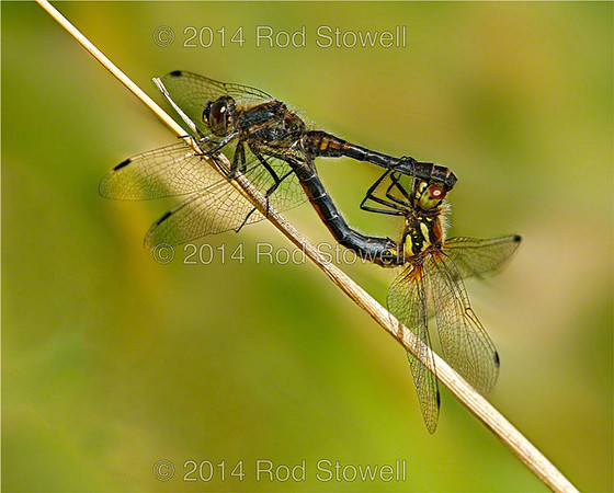 Black Darter Dragonfly Mating Wheel