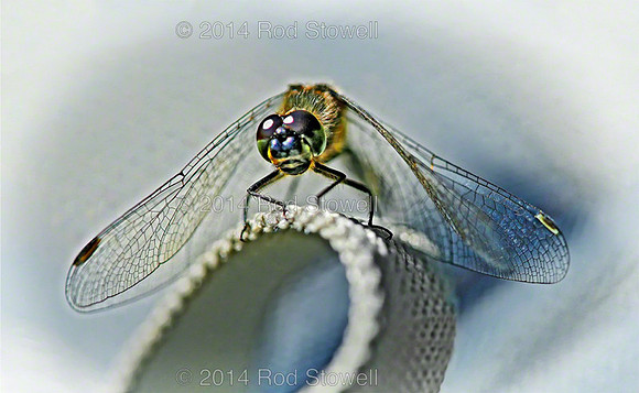 Black Darter Dragonfly