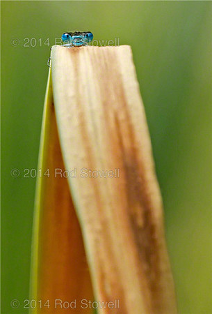 'Peep Bo'-Common Blue Damselfly on reed