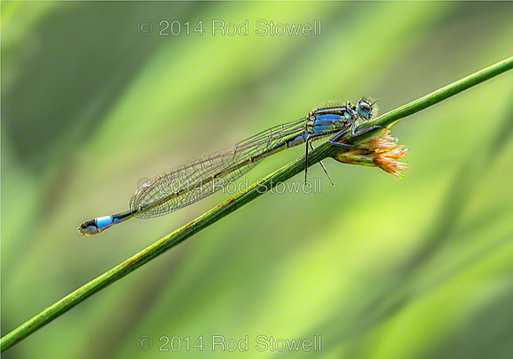 Blue Tailed Damselfly