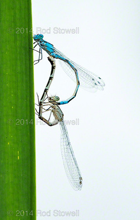 Common Blue Damselfly Mating Wheel