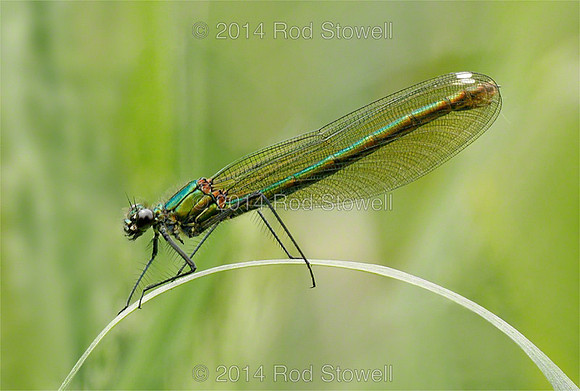 Female Banded Demoiselle resting