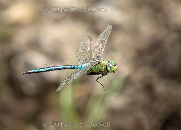 Emperor Dragonfly in flight