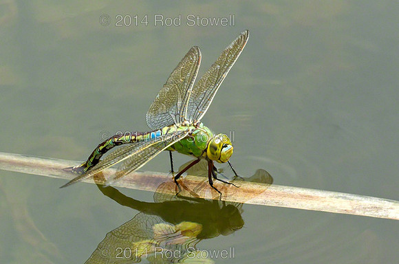 Emperor Dragonfly Ovipositing