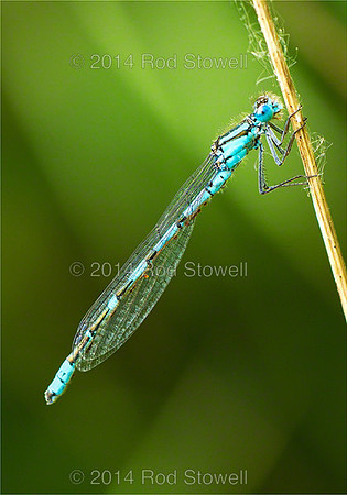 Common Blue Damselfly