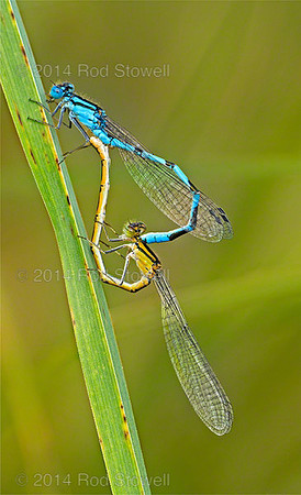 Common Blue Damselfly Mating Wheel 2