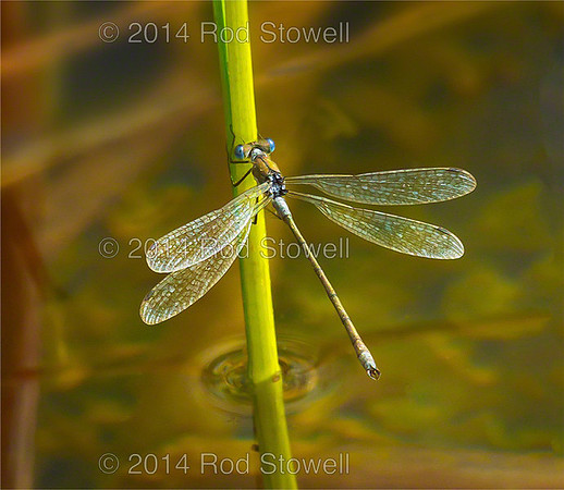 Emerald Damselfly