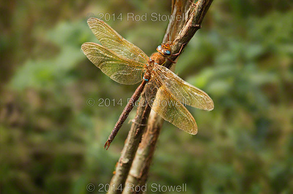 Brown Hawker Dragonfly
