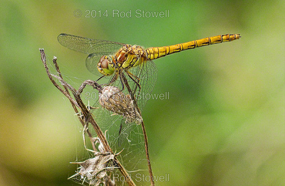 Common Darter