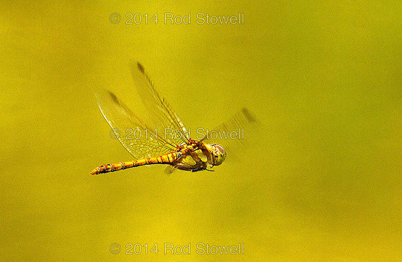 Common Darter in flight