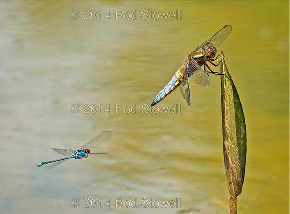 Broad Bodied Chaser and Red Eyed Damselfly