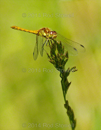 Common Darter 2