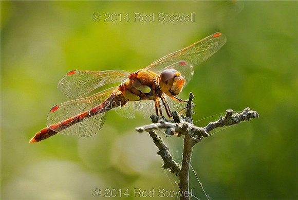 Common Darter 3