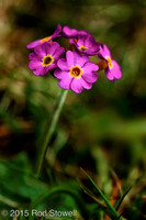 Primula Scotica 2