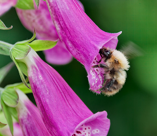 20240603_Carpenter Bee