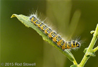 Buff Tip Moth Larvae