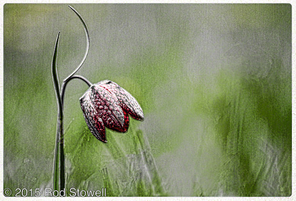 Red Fritillary