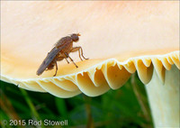 Fly