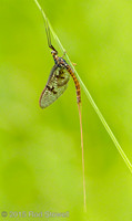 Mayfly 1