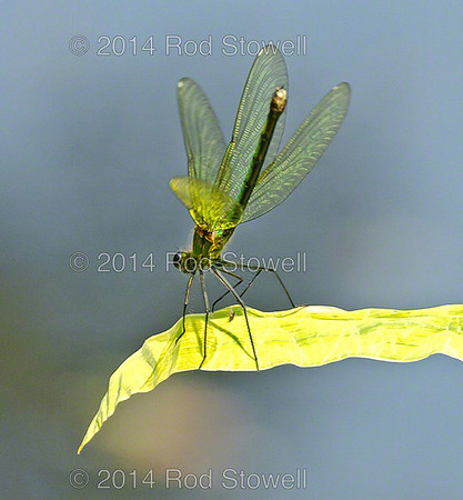 Female Banded Demoiselle displaying