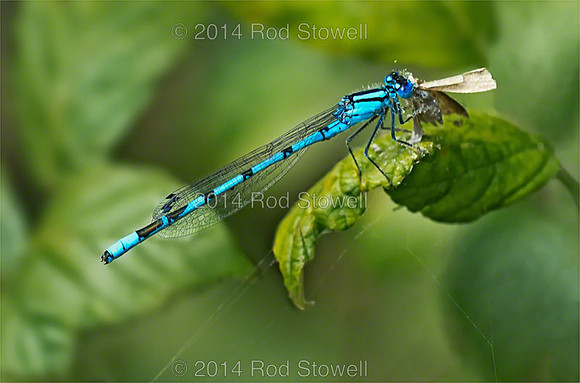 Common Blue Damselfly with Moth