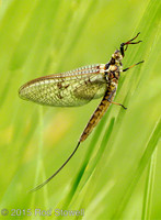 Mayfly 2