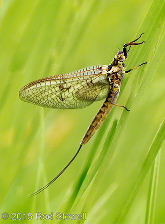 Mayfly 2