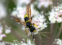 Hover Fly