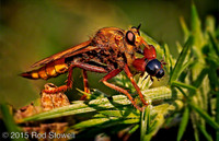 Hornet with prey