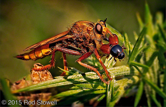 Hornet with prey