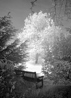 Orchard Orchard Lacock Abbey B&W