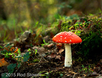 Fly agaric