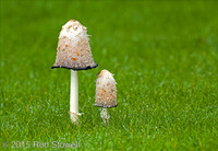 Shaggy Inkcap