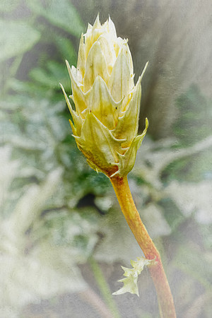 20240524_Acanthus
