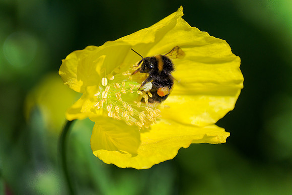 20240519_Bee In Poppy