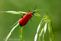 Cardinal beetle
