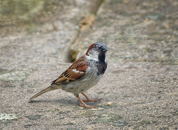 20240527_House Sparrow