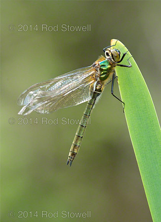 Downy Emerald