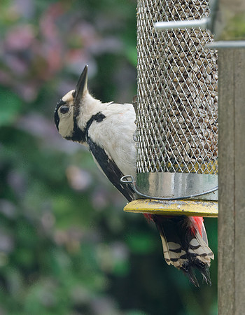 20240607_Woodpecker