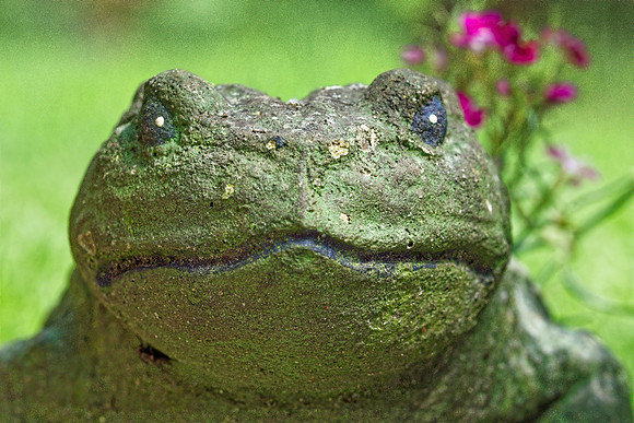 20240525_Mr Froggy