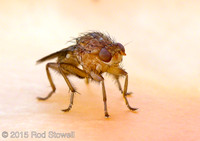 Fly 2