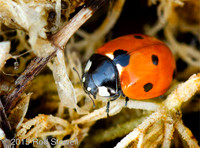 Ladybird 1
