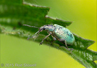 Weevil